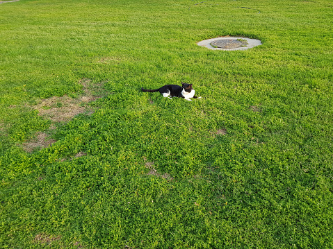 Lawn, light green and mowed. In the middle of the lawn is a round manhole and a black and white cat, which is lying down