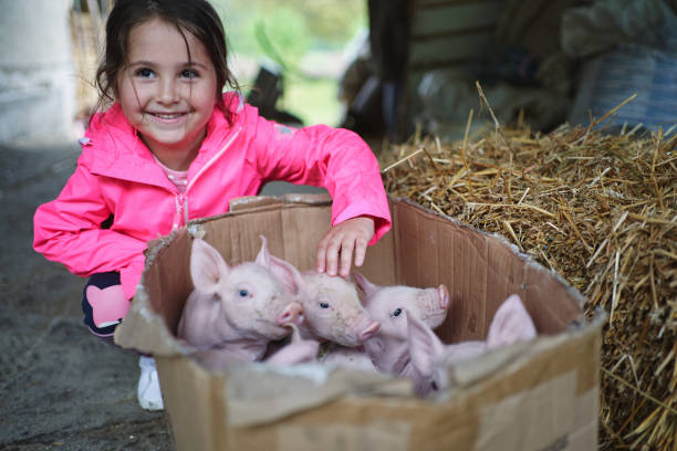 istock Cheerful girl with little piglets 1251406399