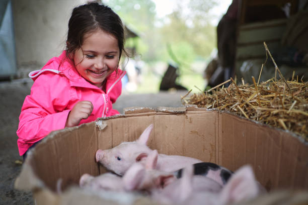 istock Excited little girl bonding with piglets 1251406405