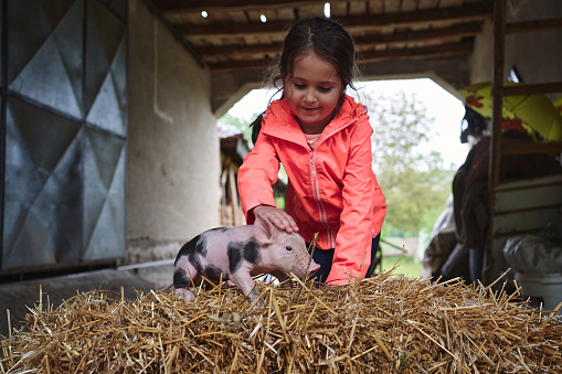 Curious country girl playing with a little black spots piglet