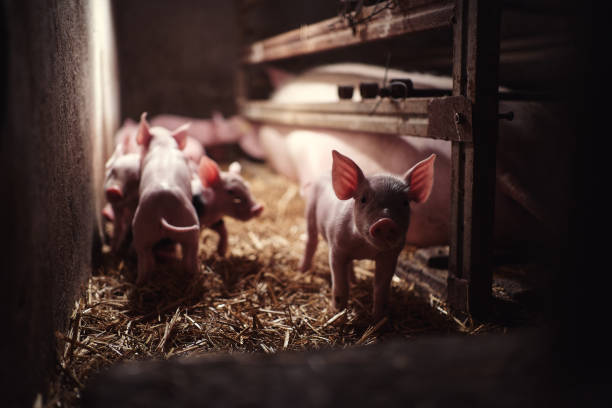istock Cute little piggy 1251406552