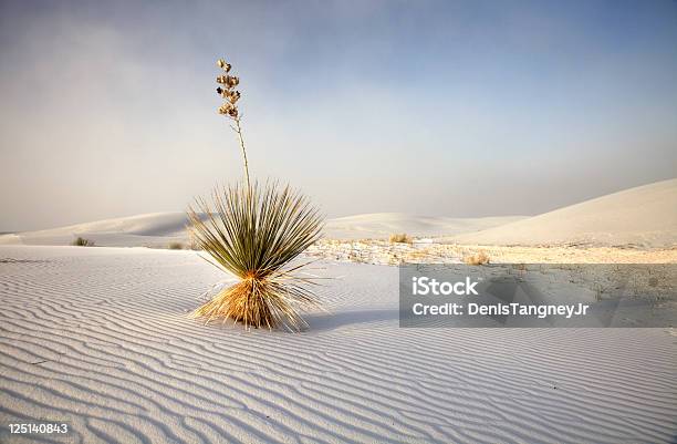 Monumento Nacional De White Sands De Nuevo México Foto de stock y más banco de imágenes de Nuevo México - Nuevo México, Monumento Nacional de White Sands, Desierto