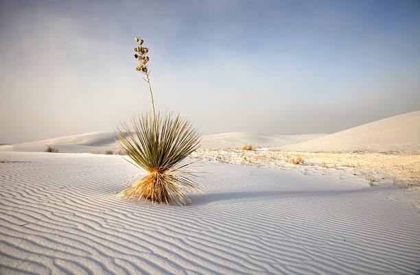 monumento nazionale di white sands, nel nuovo messico - yucca foto e immagini stock