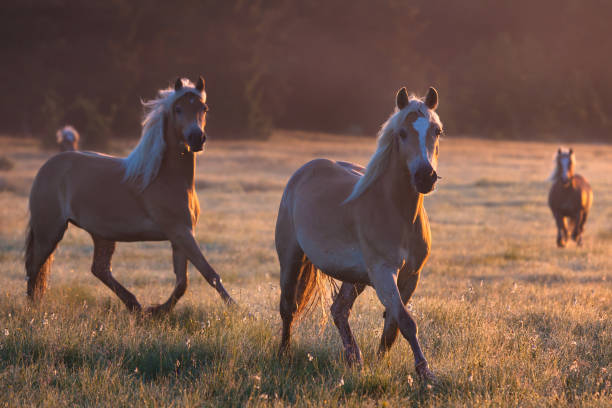 haflinger konie w przód rano krajobraz - palomino zdjęcia i obrazy z banku zdjęć