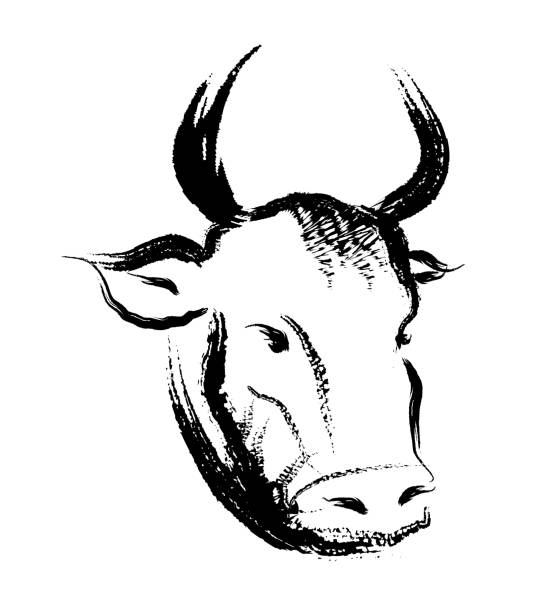 Cow ink painting vector illustration. Cow ink painting vector illustration. cattle illustrations stock illustrations