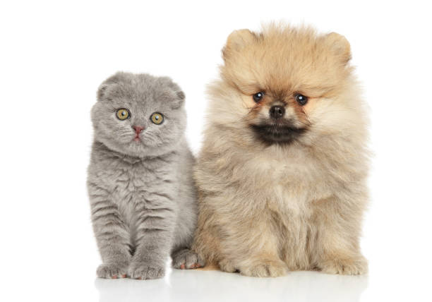 istock Kitten and puppy on white background 1251410688