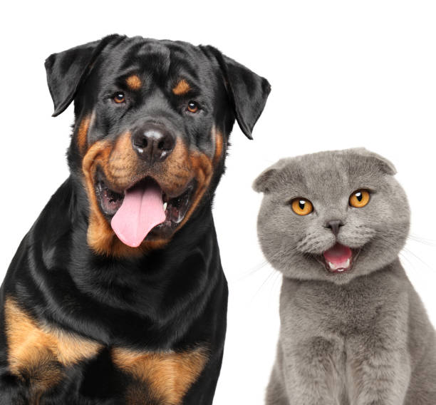 istock Cat and dog together, isolated on white 1251410705