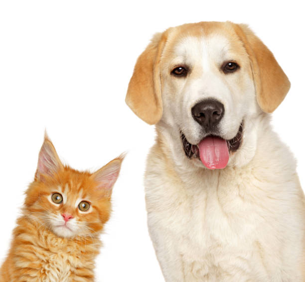 istock Kitten and puppy together, isolated 1251411563