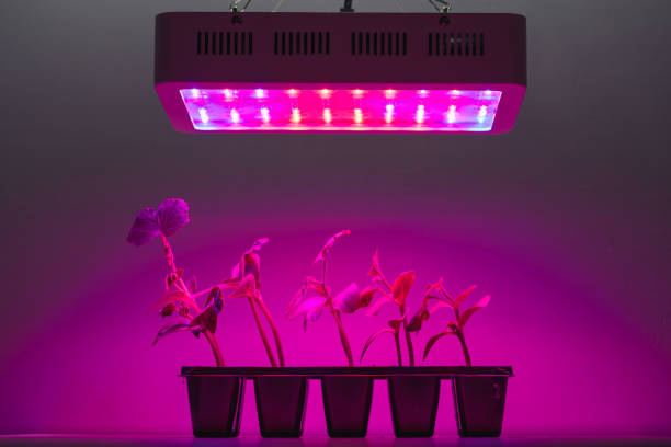istock cucumber sprouts under led light grow lamp 1251411718