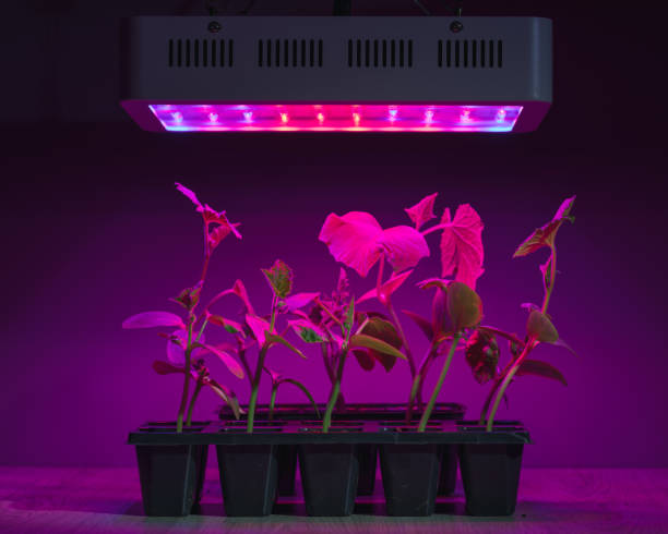 istock cucumber sprouts under led light grow lamp 1251411724