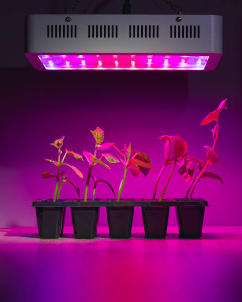 istock cucumber sprouts under led light grow lamp 1251411728
