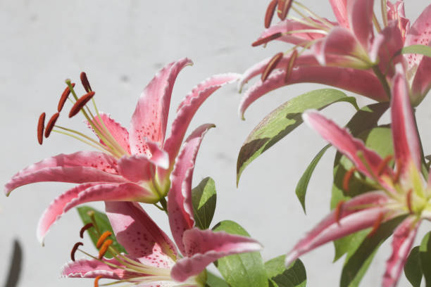 lys orientaux roses avec le feuillage sur un fond blanc - lily pink stargazer lily flower photos et images de collection