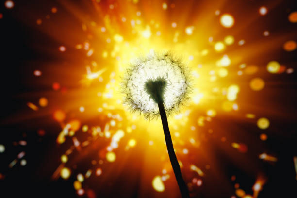 istock dandelion flower silhouette on shiny firework background 1251413374