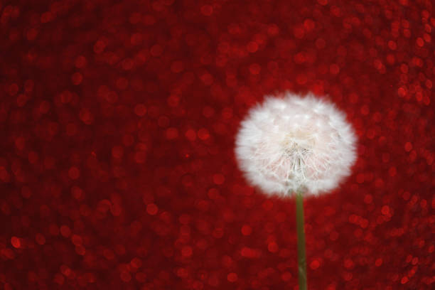 dandelion flower on red bokeh background with copy-space