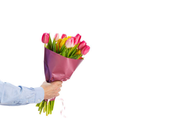 букет цветов тюльпана в руке, изолированный на белом - tulip blue close up cut flowers стоковые фото и изображения