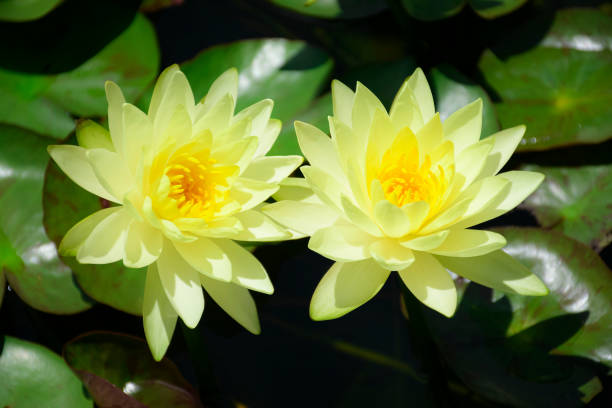 Yellow water lily on natural habitat background.