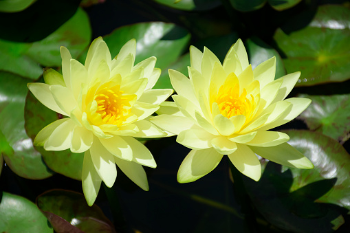 Yellow water lily on natural habitat background.