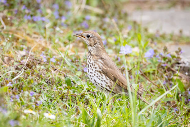 istock Song Thrush (Turdus philomelos) sitting on the ground 1251415198