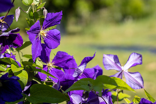 clematis flower blooming in summer garden