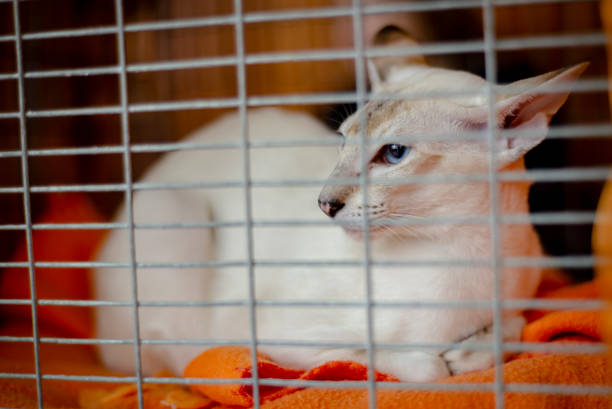 White Balinese cat with blue eyes