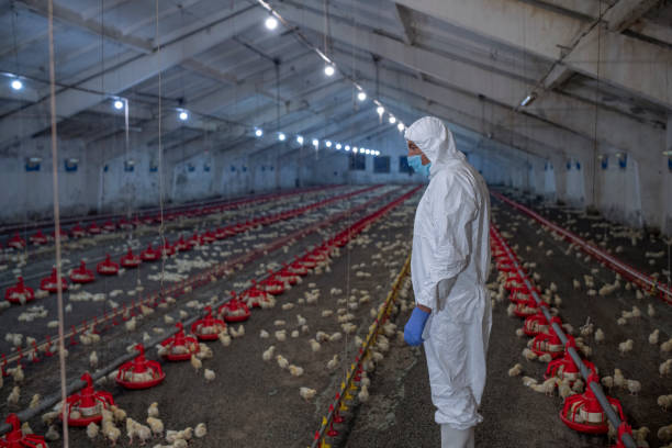 istock Examining Chicken Farm With Protective Equipment. 1251416204