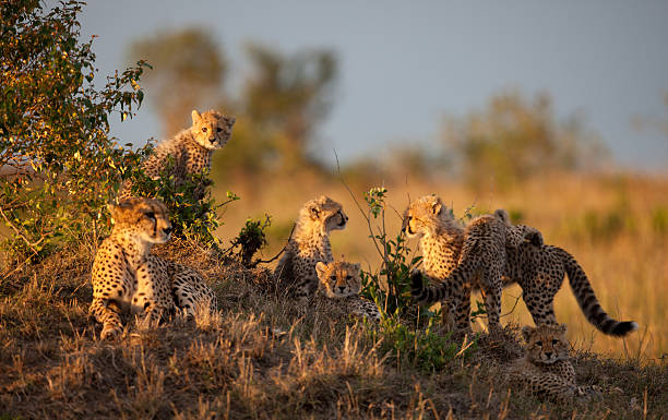 istock Cheetah family 125141744