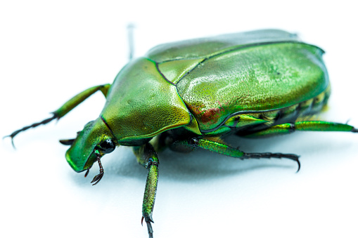 Pictures of insects as beautiful as emerald green