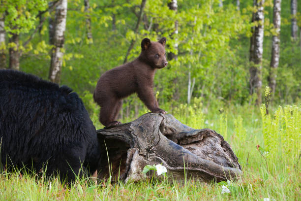 black bear cub und mutter. - bärenjunges stock-fotos und bilder