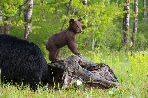 Two young brown bears in the forest. Animal in the nature habitat. Cub without mother