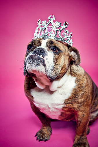 A beautiful English bulldog sits on a vibrant pink background wearing a jewel covered sparkling crown.