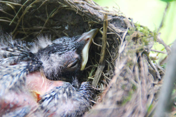 istock Newly hatched baby bird lies in nest, developing its feathers 1251419100