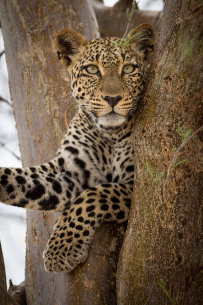 クルーガーパーク南アフリカの木の中のヒョウの垂直肖像画 - leopard kruger national park south africa africa ストックフォトと画像