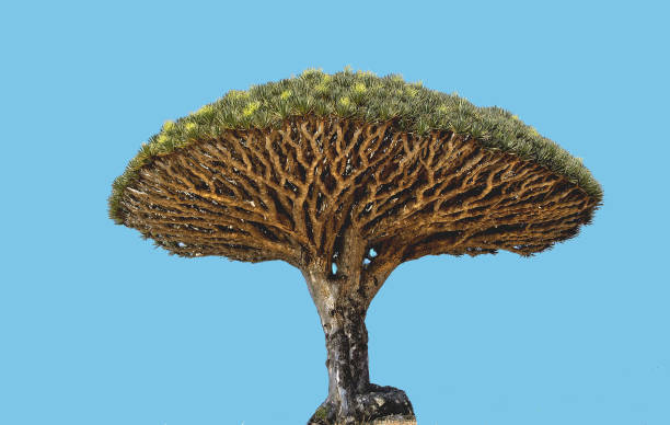 kuvapankkikuvat ja rojaltivapaat kuvat aiheesta lohikäärmeen veripuu, teneriffa - socotra dragon tree