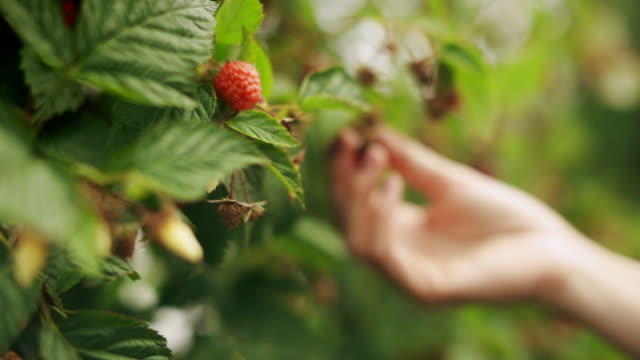 A close up of woman's hand picking raspberry from a raspberry tree on sunrise
