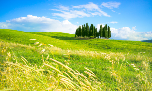 Group of cypress trees on a green hills of Tuscany, Italy.