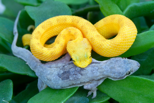 Yellow Eyelash Viper Attacks Gecko\n\n[url=http://www.istockphoto.com/file_search.php?action=file&lightboxID=6835114] [img]http://www.kostich.com/snakes_banner.jpg[/img][/url]\n\n[url=http://www.istockphoto.com/file_search.php?action=file&lightboxID=10814481] [img]http://www.kostich.com/rainforest_banner.jpg[/img][/url]