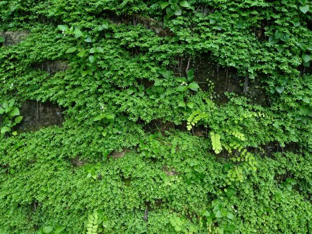 green moss plants on the wall