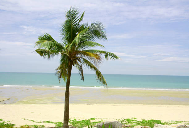 istock Palm and coconut trees on the beach 1251424702