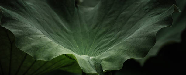 en primavera, loto en flor, hojas de loto y cogollos - lotus leaf fotografías e imágenes de stock