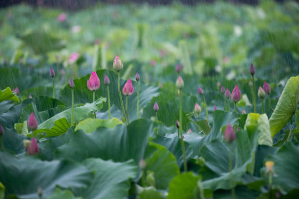 In spring, blooming lotus, lotus leaves and buds