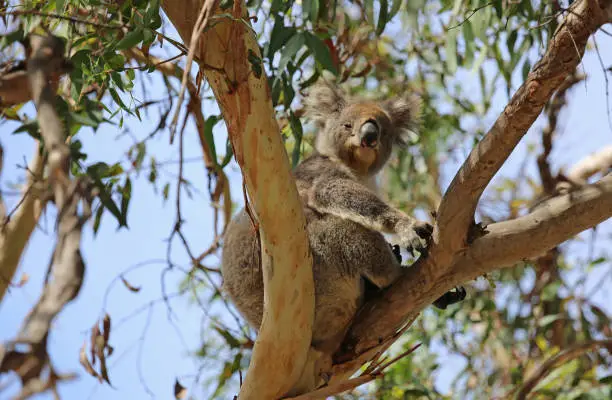 Photo of Koala watching