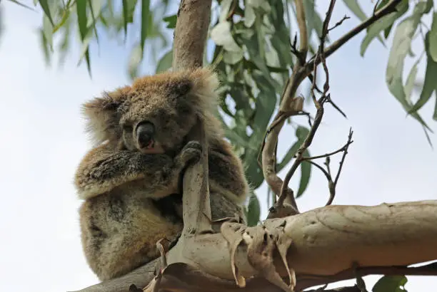 Photo of Fluffy Koala