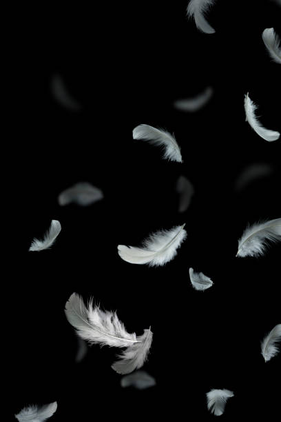 istock Group of light fluffy white feathers floating in the dark. black background, feather abstract background 1251424887