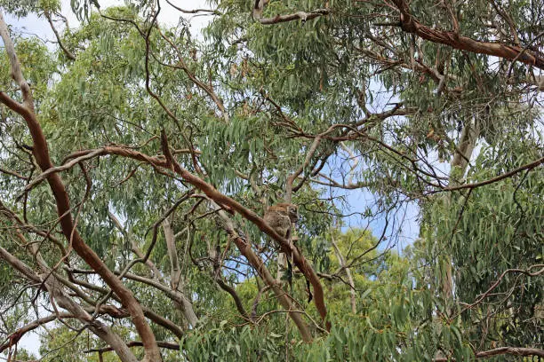 Photo of Wild Koala in eucalyptus forest