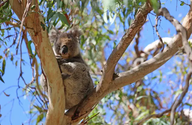 Photo of Young Koala