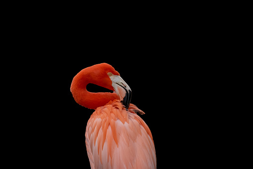 Flamingo bird closeup on a black background