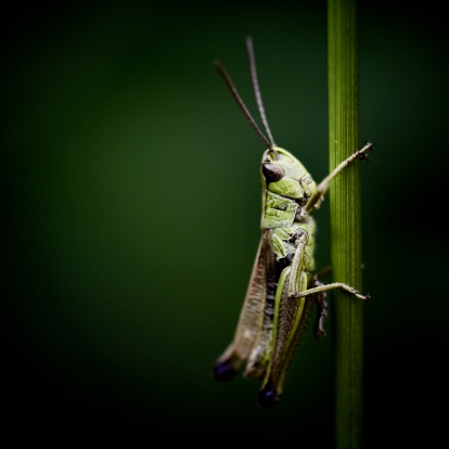 Grasshopper climbing green bitten leaf - animal behavior.