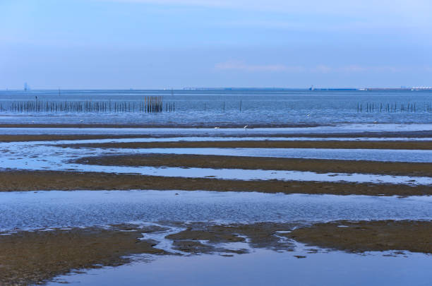 istock Low tide with seabirds in Tokyo Bay Area 1251428284