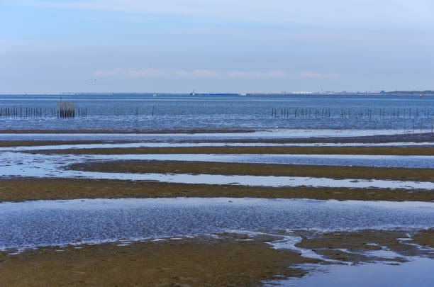 istock Low tide with seabirds in Tokyo Bay Area 1251428286