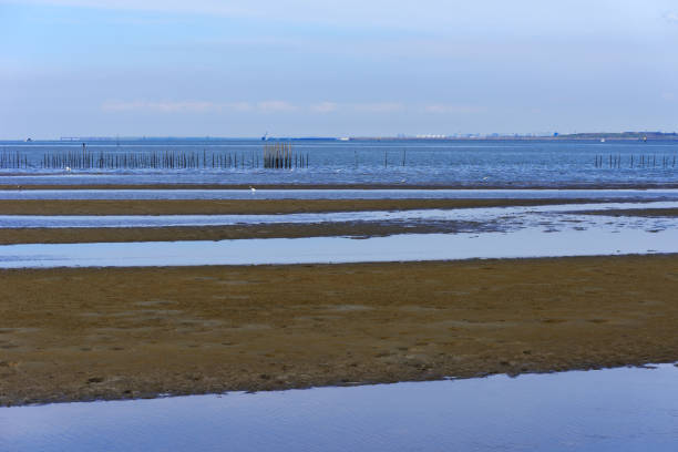 istock Low tide with seabirds in Tokyo Bay Area 1251428296